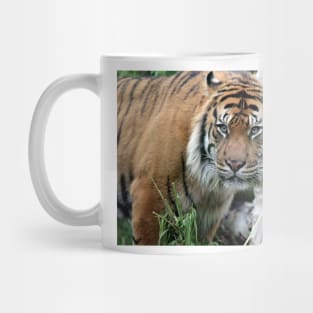 Sumatran Tiger 2 Mug